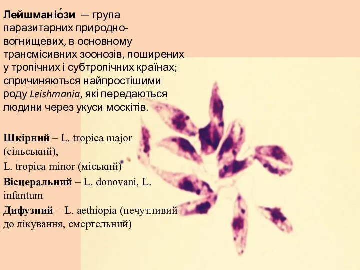 Лейшманіо́зи — група паразитарних природно-вогнищевих, в основному трансмісивних зоонозів, поширених у тропічних