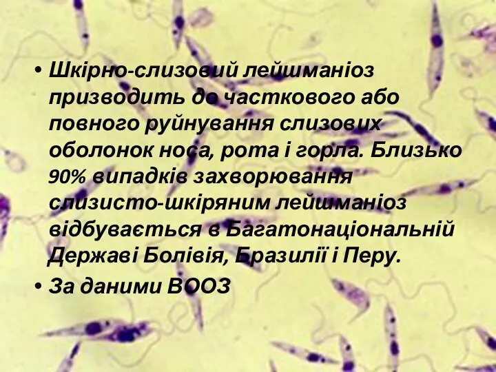 Шкірно-слизовий лейшманіоз призводить до часткового або повного руйнування слизових оболонок носа, рота