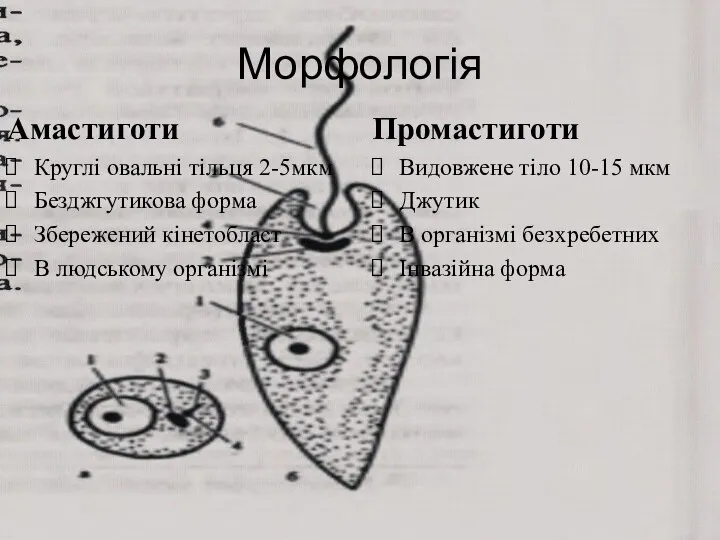 Морфологія Амастиготи Круглі овальні тільця 2-5мкм Безджгутикова форма Збережений кінетобласт В людському