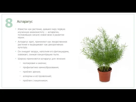 Аспарагус 8 Известен как растение, давшее миру первую изученную аминокислоту — аспарагин,