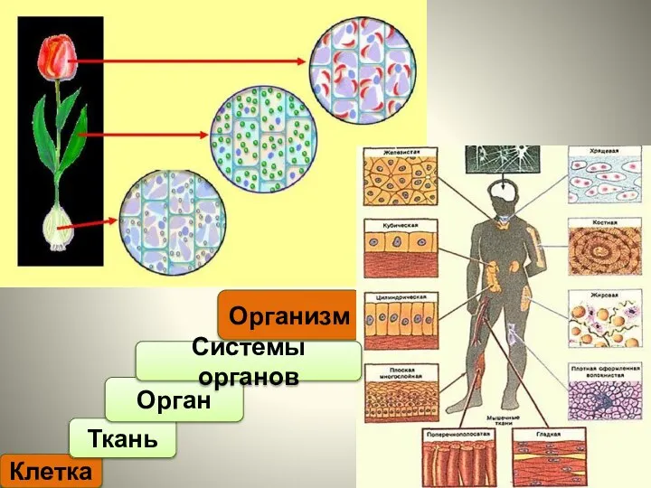 Клетка Ткань Организм Орган Системы органов