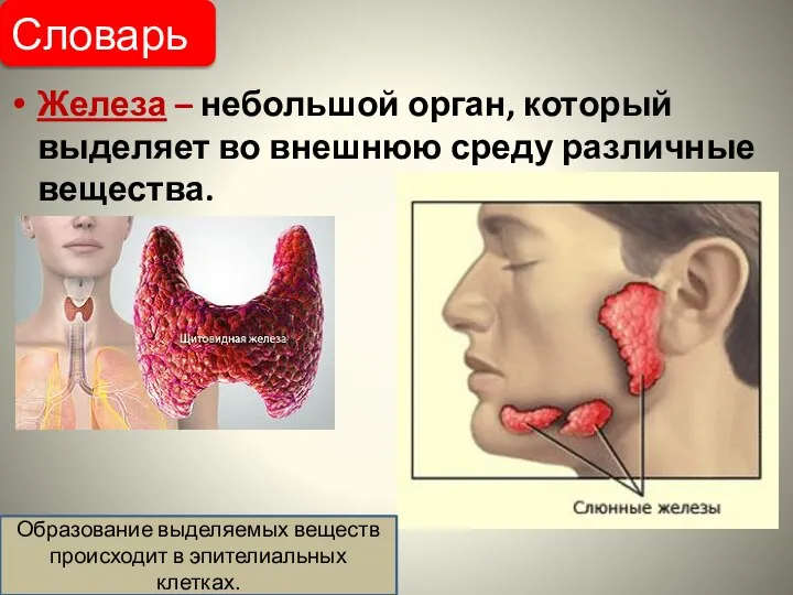 Железа – небольшой орган, который выделяет во внешнюю среду различные вещества. Словарь