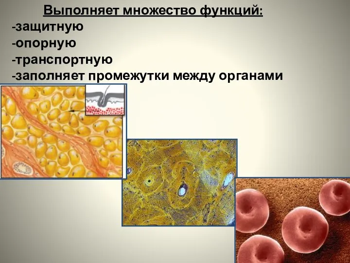 Выполняет множество функций: защитную опорную транспортную заполняет промежутки между органами