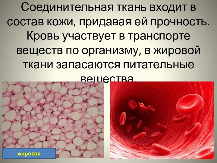 Соединительная ткань входит в состав кожи, придавая ей прочность. Кровь участвует в