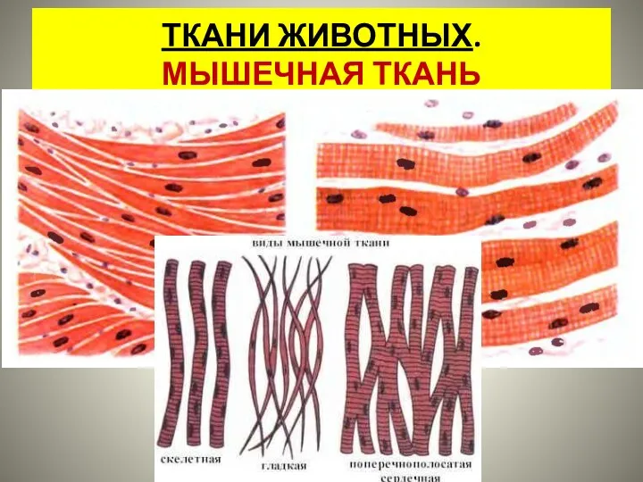 ТКАНИ ЖИВОТНЫХ. МЫШЕЧНАЯ ТКАНЬ