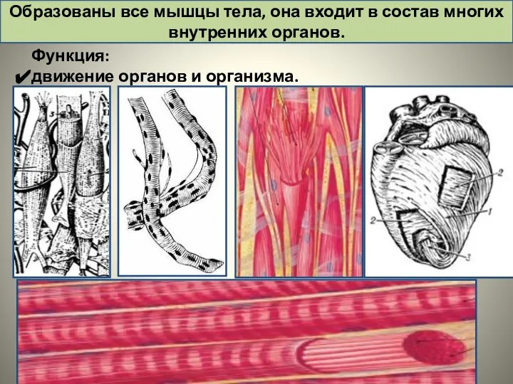 Функция: движение органов и организма. Образованы все мышцы тела, она входит в состав многих внутренних органов.