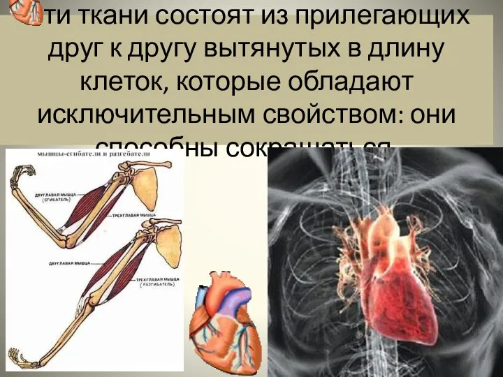 Эти ткани состоят из прилегающих друг к другу вытянутых в длину клеток,