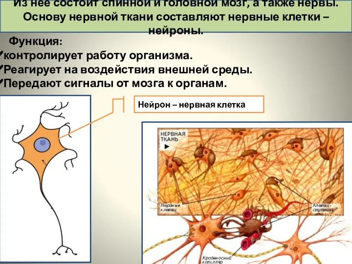 Функция: контролирует работу организма. Реагирует на воздействия внешней среды. Передают сигналы от