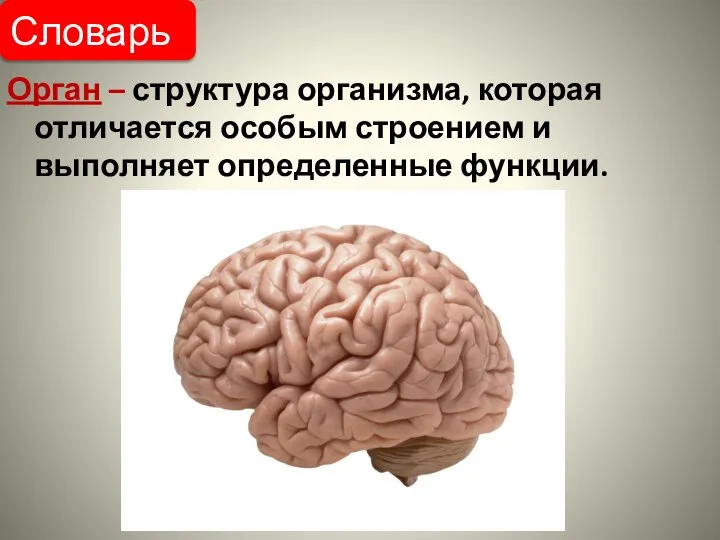 Орган – структура организма, которая отличается особым строением и выполняет определенные функции. Словарь