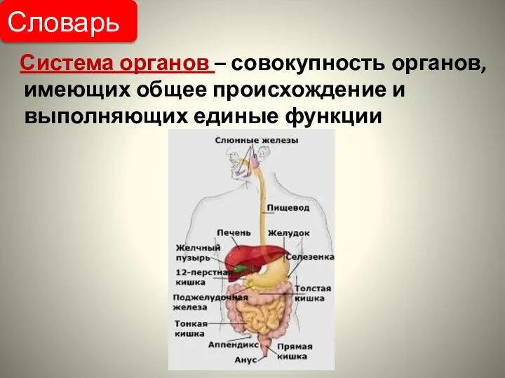 Система органов – совокупность органов, имеющих общее происхождение и выполняющих единые функции Словарь