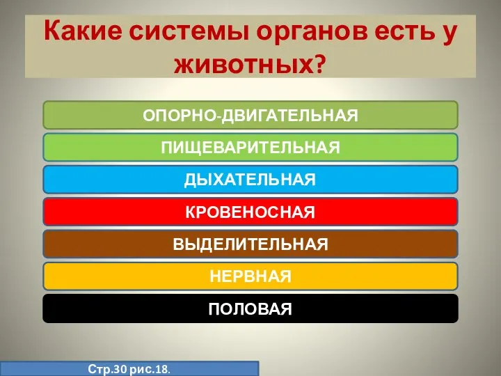 Какие системы органов есть у животных? ОПОРНО-ДВИГАТЕЛЬНАЯ ПИЩЕВАРИТЕЛЬНАЯ ДЫХАТЕЛЬНАЯ КРОВЕНОСНАЯ ВЫДЕЛИТЕЛЬНАЯ НЕРВНАЯ ПОЛОВАЯ Стр.30 рис.18.