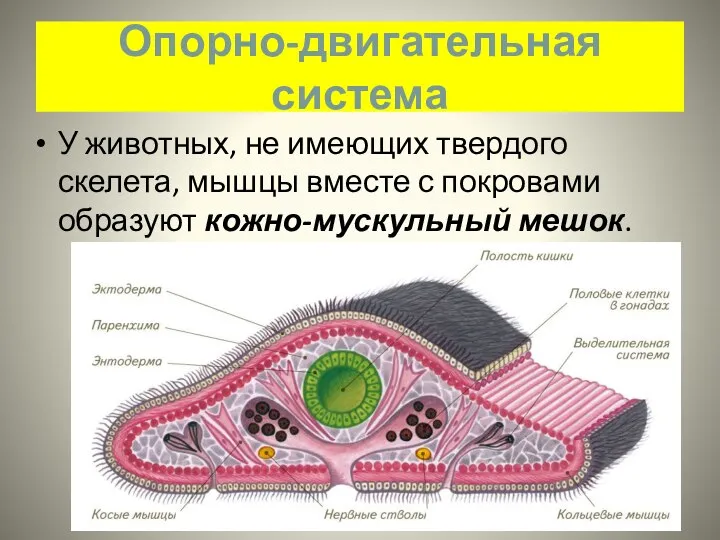 Опорно-двигательная система У животных, не имеющих твердого скелета, мышцы вместе с покровами образуют кожно-мускульный мешок.