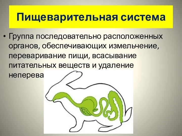 Пищеварительная система Группа последовательно расположенных органов, обеспечивающих измельчение, переваривание пищи, всасывание питательных