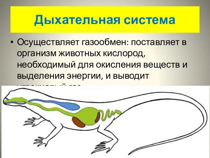 Дыхательная система Осуществляет газообмен: поставляет в организм животных кислород, необходимый для окисления