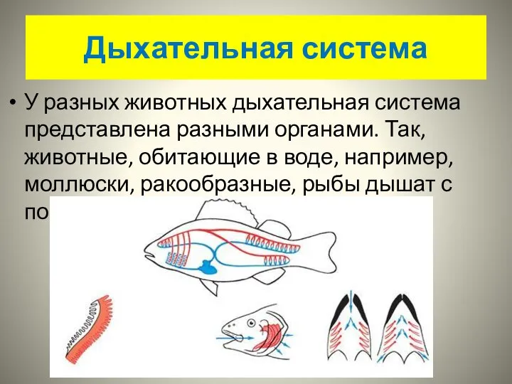 Дыхательная система У разных животных дыхательная система представлена разными органами. Так, животные,