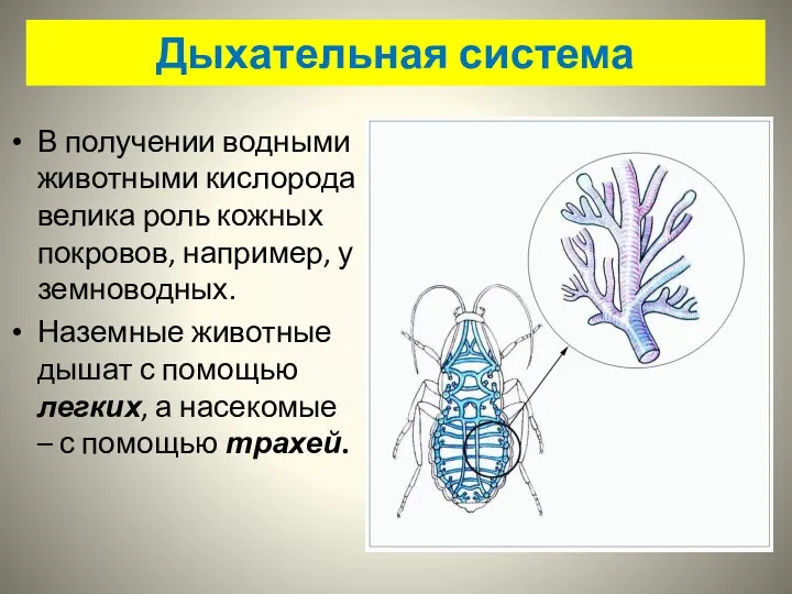 Дыхательная система В получении водными животными кислорода велика роль кожных покровов, например,