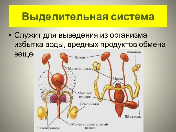 Выделительная система Служит для выведения из организма избытка воды, вредных продуктов обмена веществ.