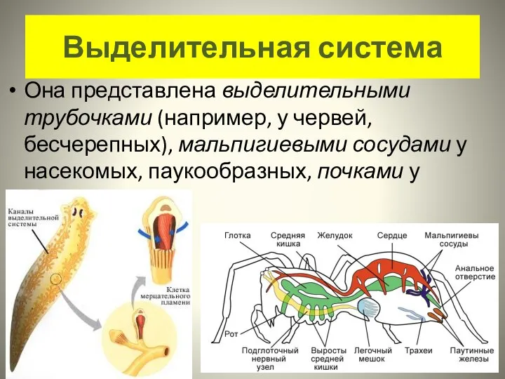 Выделительная система Она представлена выделительными трубочками (например, у червей, бесчерепных), мальпигиевыми сосудами