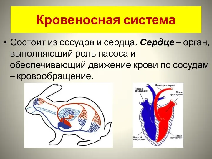 Кровеносная система Состоит из сосудов и сердца. Сердце – орган, выполняющий роль