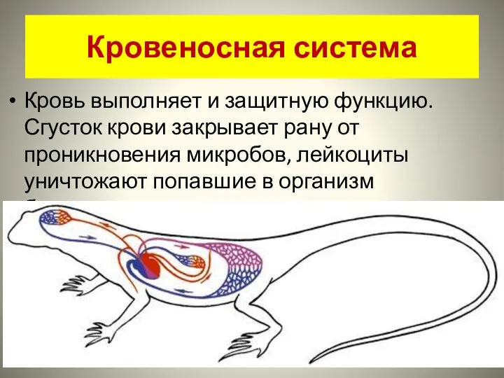 Кровеносная система Кровь выполняет и защитную функцию. Сгусток крови закрывает рану от