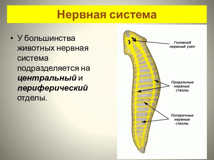 Нервная система У большинства животных нервная система подразделяется на центральный и периферический отделы.