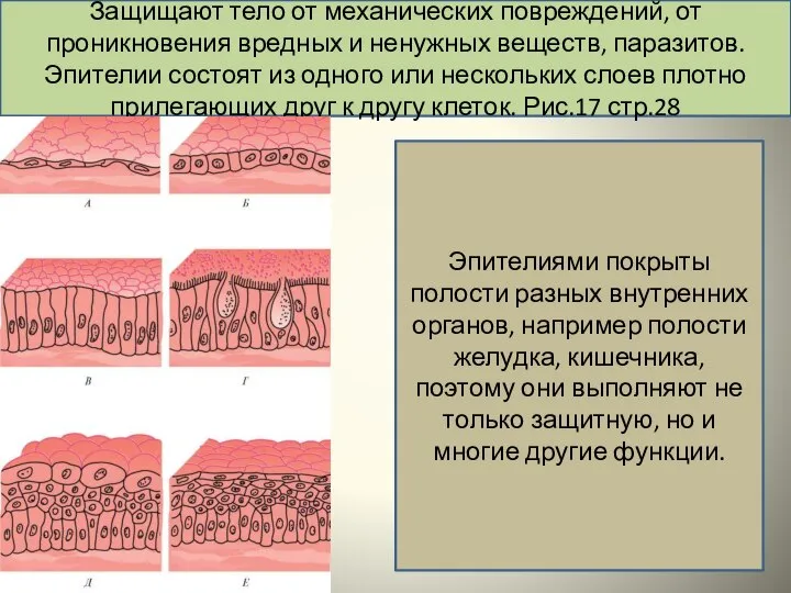 Защищают тело от механических повреждений, от проникновения вредных и ненужных веществ, паразитов.