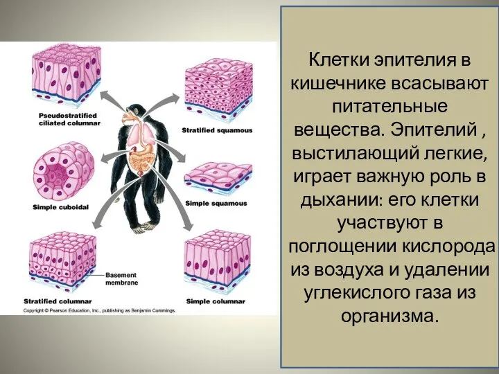 Клетки эпителия в кишечнике всасывают питательные вещества. Эпителий , выстилающий легкие, играет