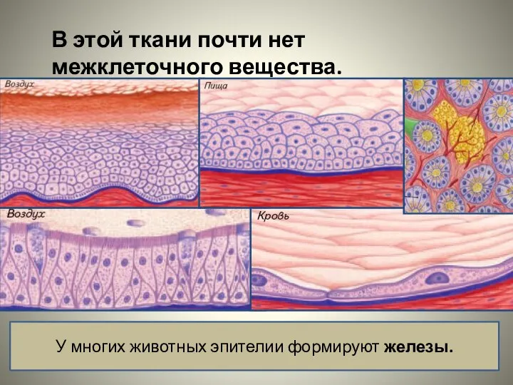 В этой ткани почти нет межклеточного вещества. У многих животных эпителии формируют железы.