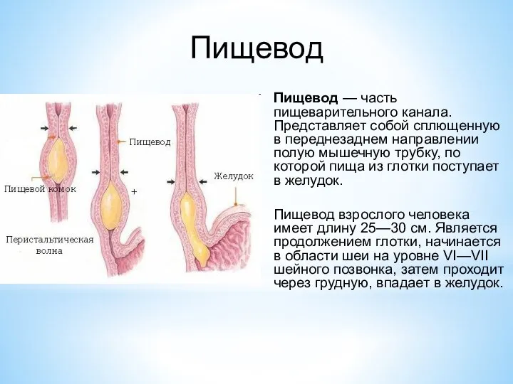 Пищевод Пищевод — часть пищеварительного канала. Представляет собой сплющенную в переднезаднем направлении