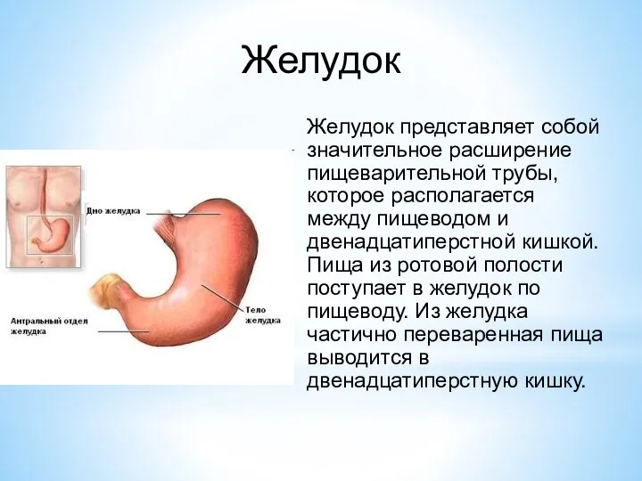 Желудок Желудок представляет собой значительное расширение пищеварительной трубы, которое располагается между пищеводом