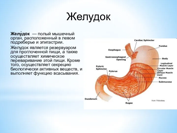 Желудок Желу́док — полый мышечный орган, расположенный в левом подреберье и эпигастрии.