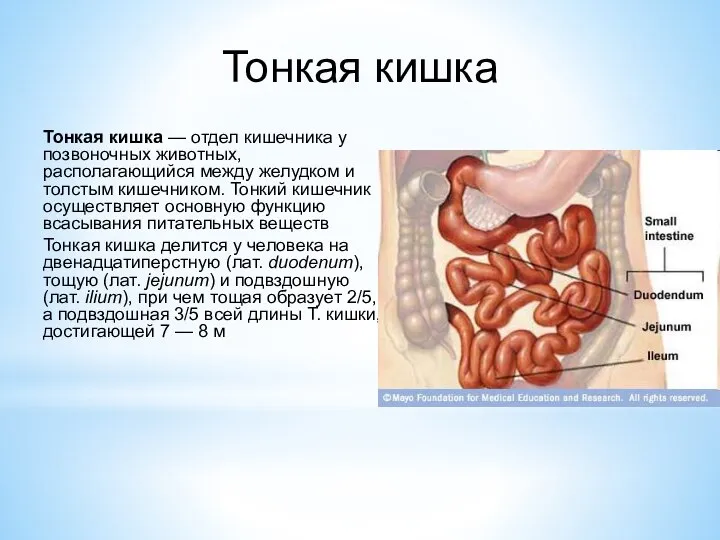 Тонкая кишка Тонкая кишка — отдел кишечника у позвоночных животных, располагающийся между