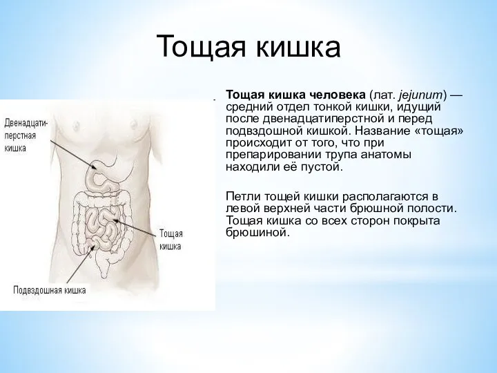 Тощая кишка Тощая кишка человека (лат. jejunum) — средний отдел тонкой кишки,