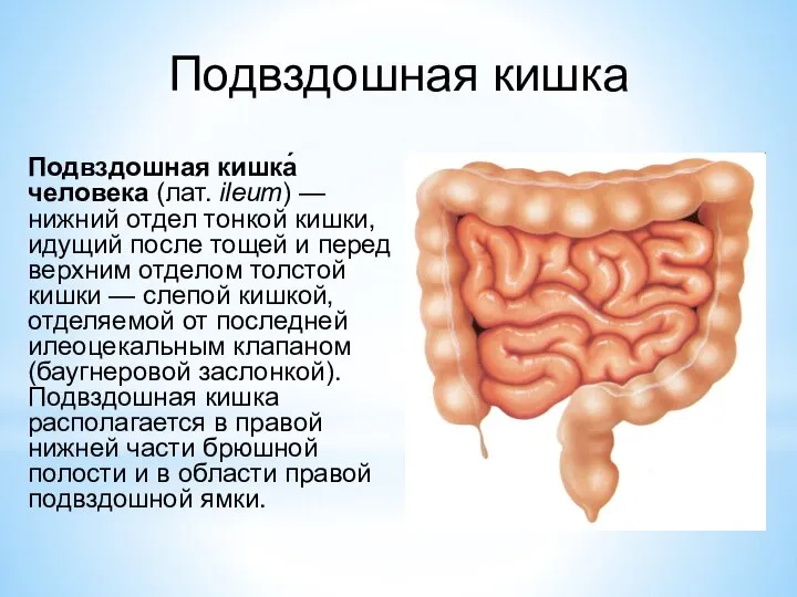 Подвздошная кишка Подвздошная кишка́ человека (лат. ileum) — нижний отдел тонкой кишки,