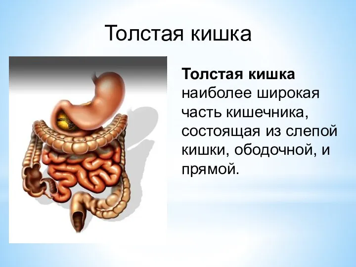 Толстая кишка Толстая кишка наиболее широкая часть кишечника, состоящая из слепой кишки, ободочной, и прямой.