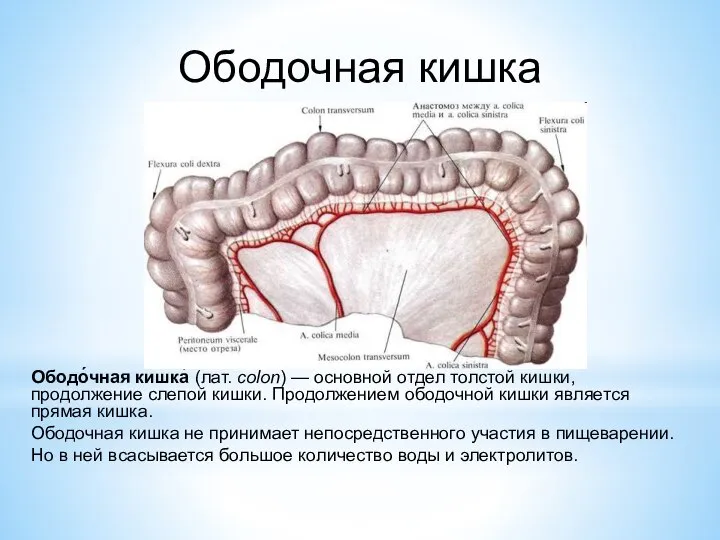 Ободочная кишка Ободо́чная кишка́ (лат. colon) — основной отдел толстой кишки, продолжение