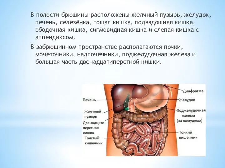 Брюшная полость В полости брюшины расположены желчный пузырь, желудок, печень, селезёнка, тощая