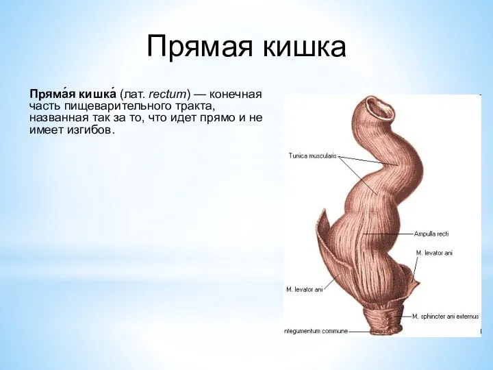 Прямая кишка Пряма́я кишка́ (лат. rectum) — конечная часть пищеварительного тракта, названная