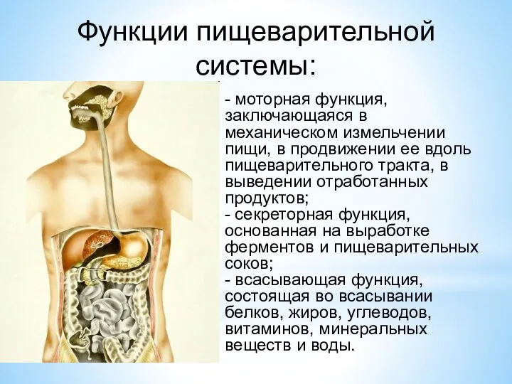 Функции пищеварительной системы: - моторная функция, заключающаяся в механическом измельчении пищи, в