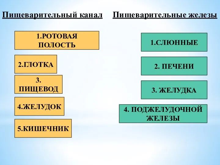 1.РОТОВАЯ ПОЛОСТЬ 2.ГЛОТКА 3.ПИЩЕВОД 4.ЖЕЛУДОК 5.КИШЕЧНИК Пищеварительный канал 1.СЛЮННЫЕ 2. ПЕЧЕНИ 3.