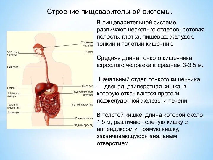 Строение пищеварительной системы. В пищеварительной системе различают несколько отделов: ротовая полость, глотка,