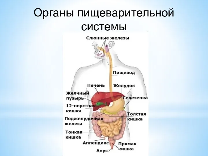 Органы пищеварительной системы