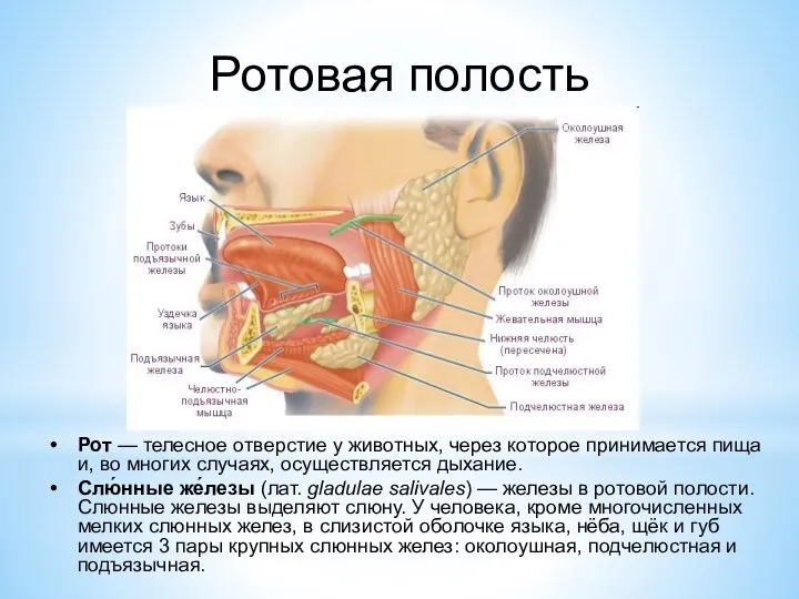 Ротовая полость Рот — телесное отверстие у животных, через которое принимается пища