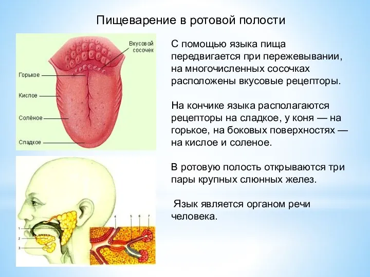 С помощью языка пища передвигается при пережевывании, на многочисленных сосочках расположены вкусовые