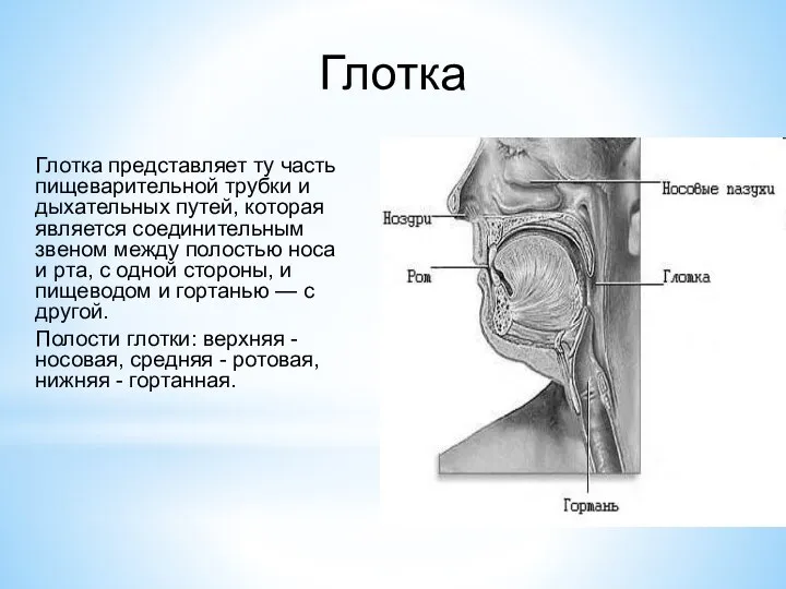 Глотка Глотка представляет ту часть пищеварительной трубки и дыхательных путей, которая является