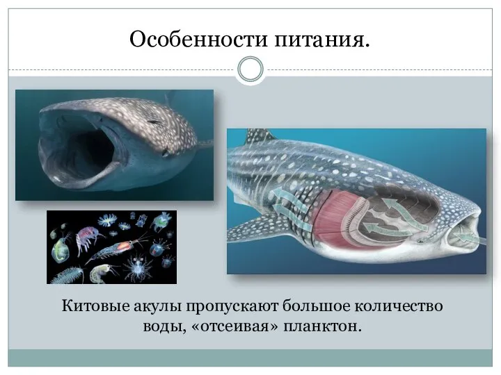 Особенности питания. Китовые акулы пропускают большое количество воды, «отсеивая» планктон.