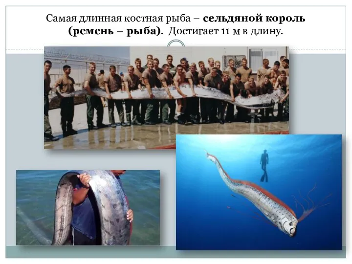 Самая длинная костная рыба – сельдяной король (ремень – рыба). Достигает 11 м в длину.