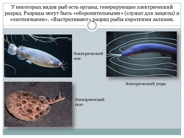 У некоторых видов рыб есть органы, генерирующие электрический разряд. Разряды могут быть