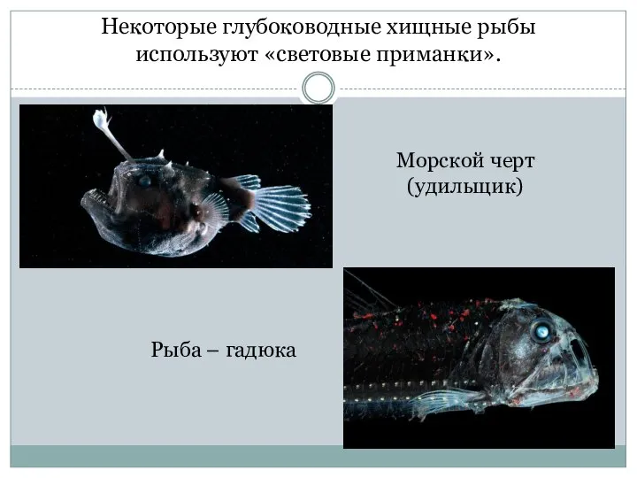Некоторые глубоководные хищные рыбы используют «световые приманки». Рыба – гадюка Морской черт (удильщик)