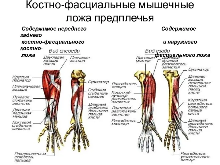 Костно-фасциальные мышечные ложа предплечья 4 5 Содержимое переднего Содержимое заднего костно-фасциального и